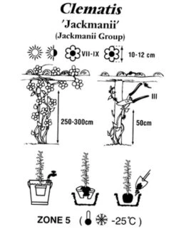 Clematis Jackmanii -Gartenserien Laden clematis jackmanii 1280x1280