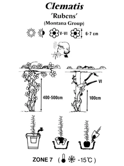 Clematis Montana 'Rubens', Anemonenwaldrebe 5 Clematis Montana 'Rubens', Anemonenwaldrebe - Image 3