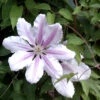 Clematis 'Nelly Moser' 2 Clematis 'Nelly Moser' -Gartenserien Laden clematis nelly moser bluete 1280x1280