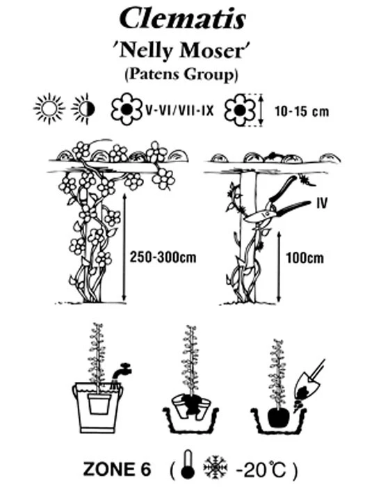 Clematis 'Nelly Moser' 5 Clematis 'Nelly Moser' - Image 3
