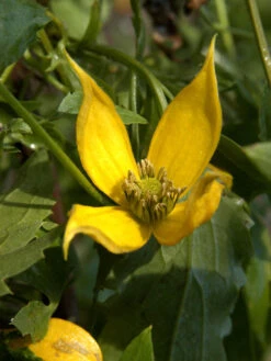 Clematis Tangutica, Goldwaldrebe
