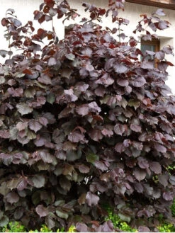 Corylus Maxima 'Purpurea', Purpurhasel