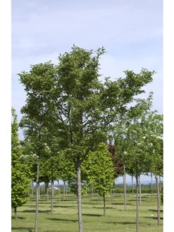 Crataegus Lavallei 'Carrierei', Lederblättriger Weißdorn - Hochstamm -Gartenserien Laden crataegus x lavallei carrie 1280x1280