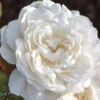 Rose William And Catherine® - Austin -Gartenserien Laden david austin william cather 1280x1280