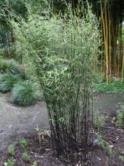 Fargesia Jiuzhaigou 'Deep Purple', Jade Bambus, Rothalmiger Schirm-Bambus -Gartenserien Laden deep purple bambus 1280x1280