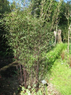 Fargesia Jiuzhaigou 'Deep Purple', Jade Bambus, Rothalmiger Schirm-Bambus -Gartenserien Laden deep purple halme 1280x1280