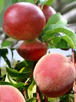 Duo-Baum - Pfirsich Und Nektarine