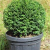 Eiben-Kugel, Taxus Baccata -Gartenserien Laden eibe kugel 1280x1280