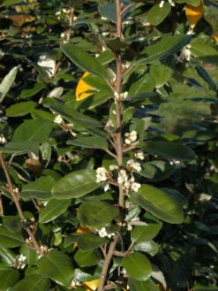 Elaeagnus Ebbingei, Wintergrüne Ölweide -Gartenserien Laden elaeagnus ebbingei zweig59e7372c72773 1280x1280