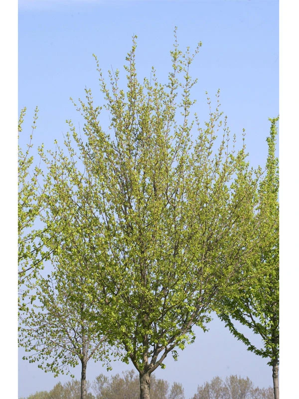 Acer Campestre 'Elsrijk', Kegel-Feldahorn - Hochstamm 4 Acer Campestre 'Elsrijk', Kegel-Feldahorn - Hochstamm - Image 2