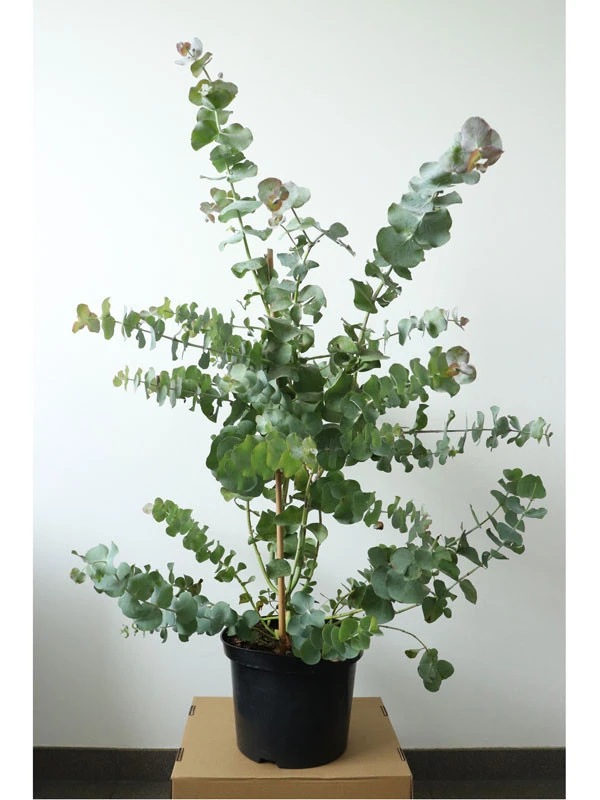 Eucalyptus Gunnii, Mostgummi-Eukalyptus 4 Eucalyptus Gunnii, Mostgummi-Eukalyptus - Image 2