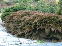 Microbiota Decussata, Fächer-Wacholder 7 Microbiota Decussata, Fächer-Wacholder -Gartenserien Laden faecher wacholder 1280x1280