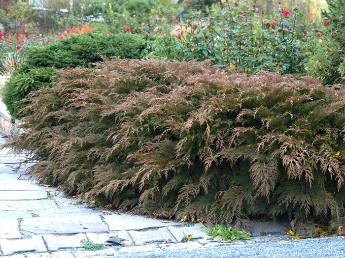 Microbiota Decussata, Fächer-Wacholder 5 Microbiota Decussata, Fächer-Wacholder - Image 3