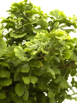 Ginkgo Biloba Mariken, Kugel-Ginkgo - Hochstamm -Gartenserien Laden faecherblattbaum mariken 1280x1280