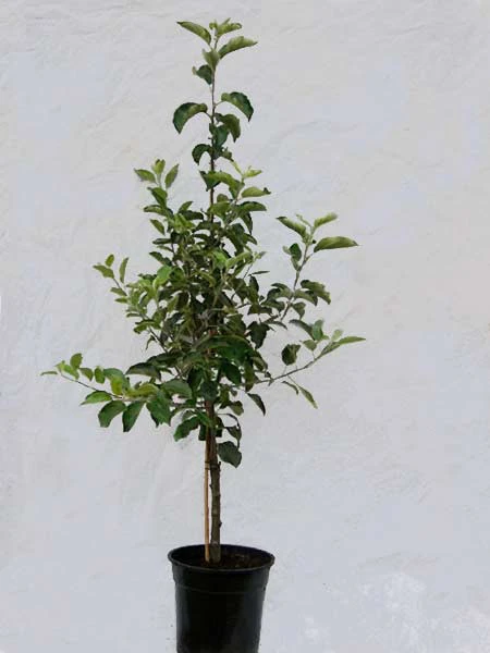 Familien-Apfelbaum - Retina, Rewena, Reanda Und Relinda 4 Familien-Apfelbaum - Retina, Rewena, Reanda Und Relinda - Image 2