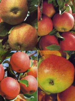 Familien-Apfelbaum - Jonagold, Cox Orange, Elstar Und James Grieve