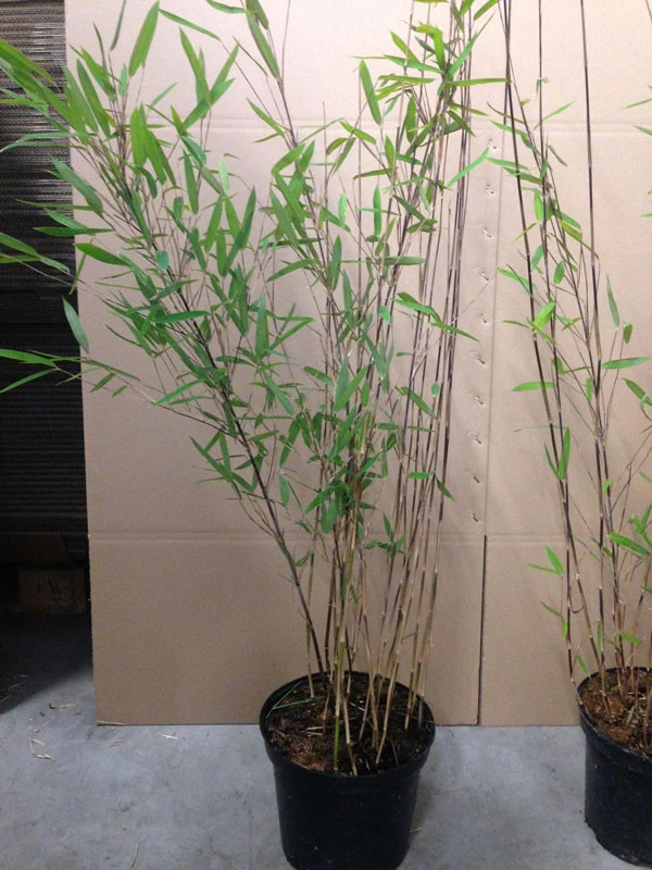 Fargesia Nitida 'Black Pearl' - Glänzender Schirm-Bambus 5 Fargesia Nitida 'Black Pearl' - Glänzender Schirm-Bambus - Image 3