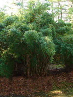 Fargesia Robusta 'Campbell', Großer Heckenbambus 3 Fargesia Robusta 'Campbell', Großer Heckenbambus