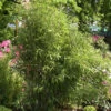Fargesia Scabrida, Purpur-Bambus, Garten-Bambus 1 Fargesia Scabrida, Purpur-Bambus, Garten-Bambus -Gartenserien Laden fargesia scabrida strauch 1280x1280