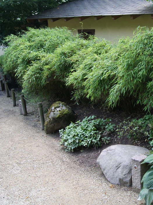 Fargesia Murielae 'Simba', Löwenbambus, Mähnenbambus 3 Fargesia Murielae 'Simba', Löwenbambus, Mähnenbambus