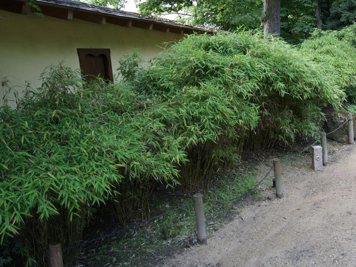 Fargesia Murielae 'Simba', Löwenbambus, Mähnenbambus 4 Fargesia Murielae 'Simba', Löwenbambus, Mähnenbambus - Image 2