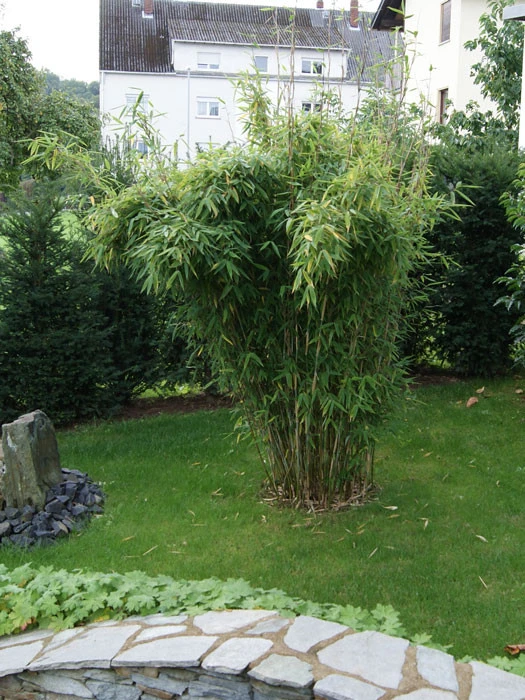 Fargesia Murielae 'Standing Stone' (R), Großblättriger Schirm-Bambus 4 Fargesia Murielae 'Standing Stone' (R), Großblättriger Schirm-Bambus – Bild 2