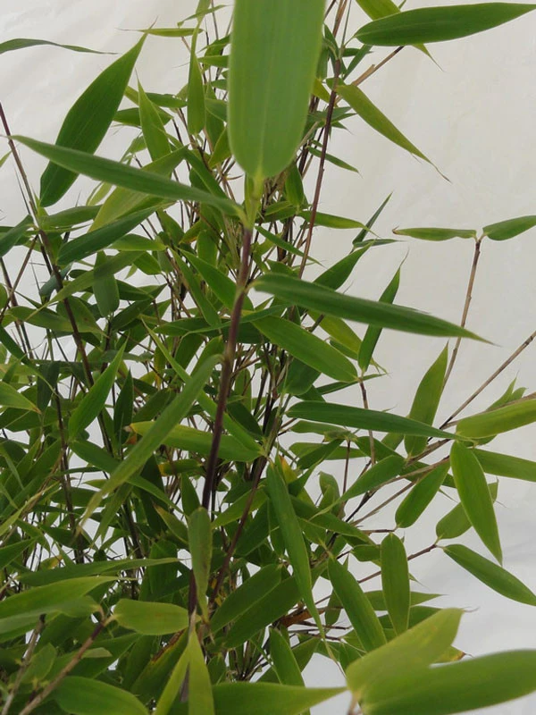 Fargesia Murielae 'Tiny', Schirmbambus 7 Fargesia Murielae 'Tiny', Schirmbambus - Image 5