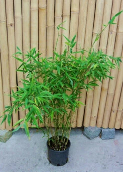 Fargesia Murielae 'Tiny', Schirmbambus 10 Fargesia Murielae 'Tiny', Schirmbambus -Gartenserien Laden fargesia tiny 1280x1280