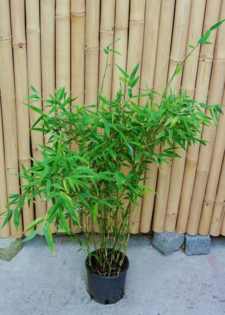 Fargesia Murielae 'Tiny', Schirmbambus 6 Fargesia Murielae 'Tiny', Schirmbambus - Image 4