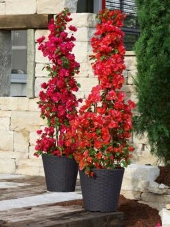 Pflanzkübel Geflecht-Dekor -Gartenserien Laden flechtkuebel rund niedrig b 1280x1280