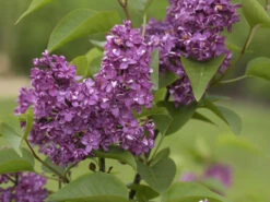 Syringa Vulgaris 'Charles Joly', Edel-Flieder -Gartenserien Laden flieder charles joly55599e9992165 1280x1280
