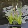 Floating Plant Oasis Von Velda (Art.Nr. Vel127603) -Gartenserien Laden floating plant oasis 1280x1280