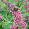 Buddleja Davidii 'Bicolor' (syn. Flower Power), Sommerflieder -Gartenserien Laden flower power bluete 1280x1280