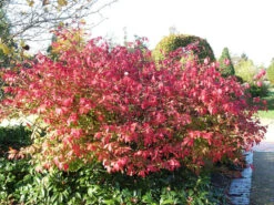 Euonymus Alatus, Flügel-Spindelstrauch -Gartenserien Laden fluegel spindelstrauch 1280x1280
