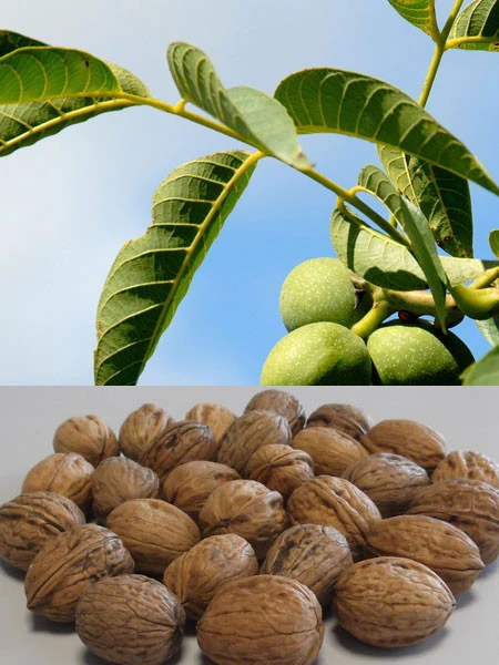 Walnuss 'Franquette' - Veredelung 3 Walnuss 'Franquette' - Veredelung