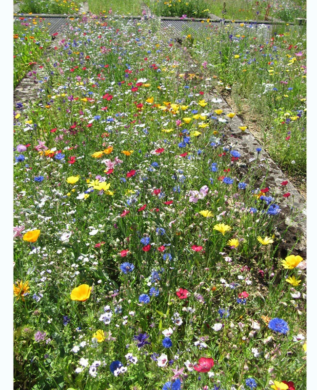 Blumenwiese - Franziskus Mischung 4 Blumenwiese - Franziskus Mischung - Image 2