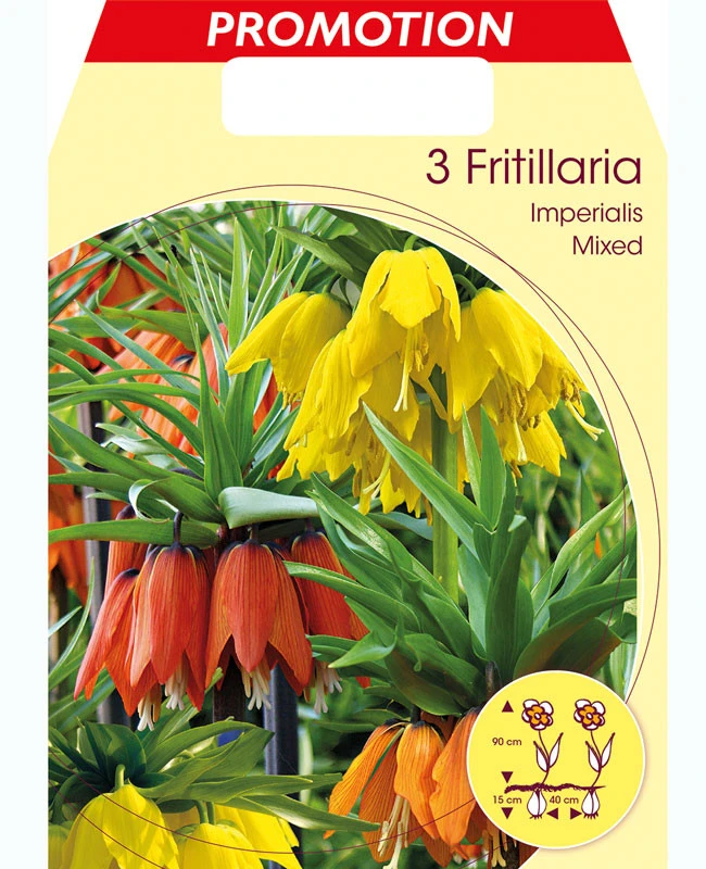 Kaiserkrone - Fritillaria Imperialis 'Prachtmischung' (Art.Nr. 5979800) 3 Kaiserkrone - Fritillaria Imperialis 'Prachtmischung' (Art.Nr. 5979800)
