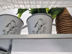 Frost-Schutzhaus SNOW (Art.Nr. V29933) -Gartenserien Laden frost schutzhaus innen 1280x1280