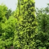 Taxus Baccata 'Fastigiata Aureomarginata' -Gartenserien Laden gelbe saeuleneibe pflanze 81493 0 1280x1280