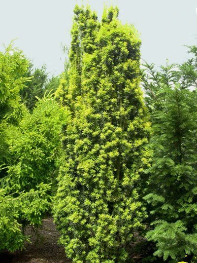 Taxus Baccata 'Fastigiata Aureomarginata' 3 Taxus Baccata 'Fastigiata Aureomarginata'