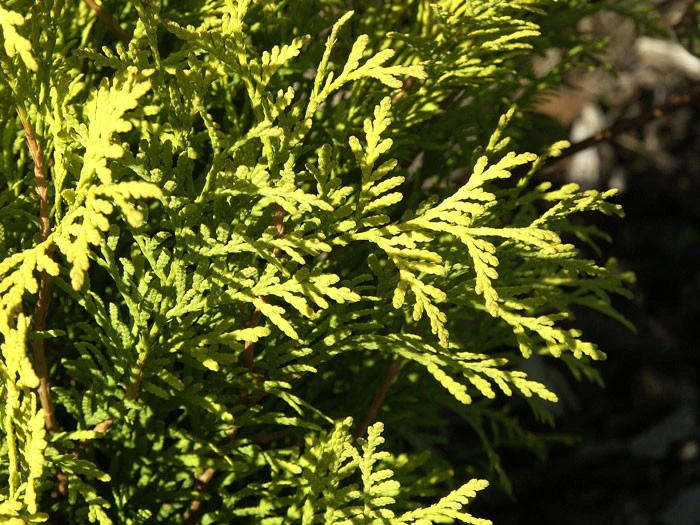Thuja Occidentalis 'Sunkist', Gelber Lebensbaum 'Sunkist' 4 Thuja Occidentalis 'Sunkist', Gelber Lebensbaum 'Sunkist' - Image 2