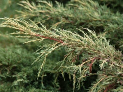 Gartenserien Laden -Gartenserien Laden gelber pfitzer wacholder 1280x1280