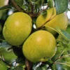 Apfel Gelber Edelapfel