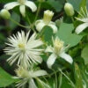 Clematis Vitalba, Gemeine Waldrebe