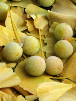 Ginkgo Biloba, Fächerblattbaum, Ginkgobaum -Gartenserien Laden ginkgo frucht 1280x1280