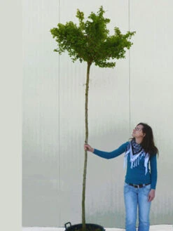 Ginkgo Biloba Mariken, Kugel-Ginkgo - Hochstamm -Gartenserien Laden ginkgo mariken hochstamm 1280x1280