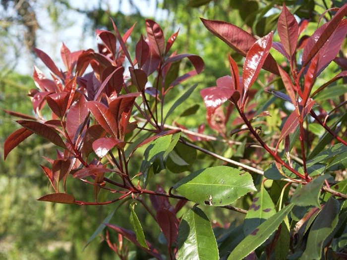 Photinia Fraseri 'Red Robin', Immergrüne Rote Glanzmispel 5 Photinia Fraseri 'Red Robin', Immergrüne Rote Glanzmispel - Image 3