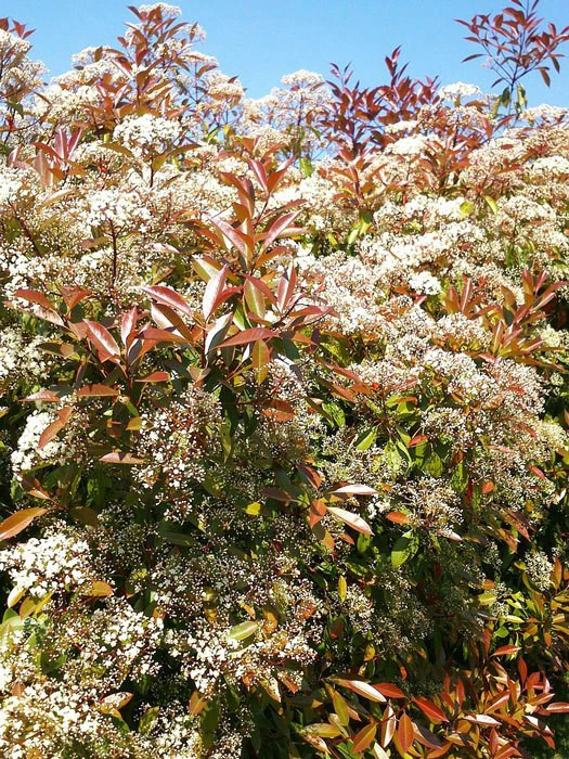 Photinia Fraseri 'Red Robin', Immergrüne Rote Glanzmispel 7 Photinia Fraseri 'Red Robin', Immergrüne Rote Glanzmispel - Image 5