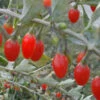 Goji-Beere, Wolfsbeere, (Lycium Barbarum) -Gartenserien Laden goji beere 1280x1280