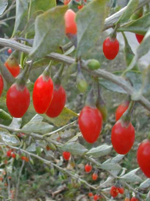 Goji-Beere, Wolfsbeere, (Lycium Barbarum) 3 Goji-Beere, Wolfsbeere, (Lycium Barbarum)